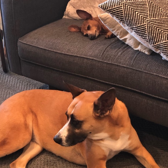 Meet your Posher, Zoe - Picture 5 of 6